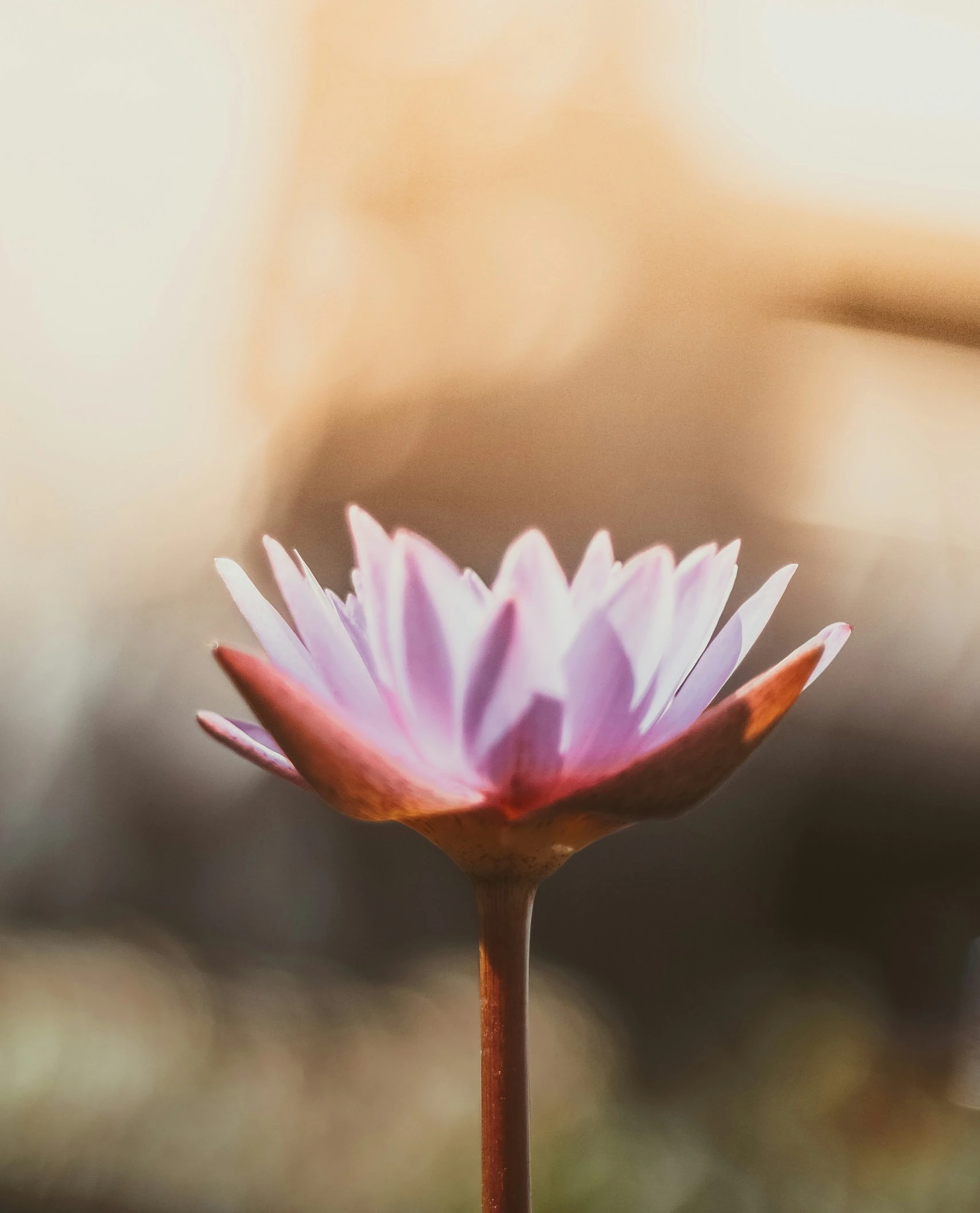 a pink flower blooming in the sunshine